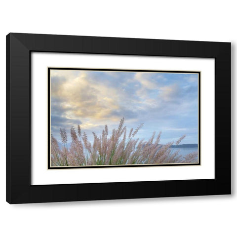 Washington, Seabeck Pennisetum ornamental grass Black Modern Wood Framed Art Print with Double Matting by Paulson, Don