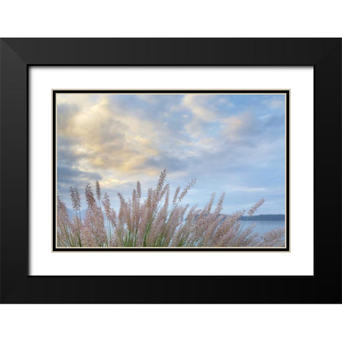 Washington, Seabeck Pennisetum ornamental grass Black Modern Wood Framed Art Print with Double Matting by Paulson, Don
