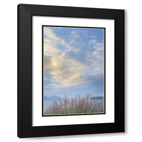 Washington, Seabeck Pennisetum ornamental grass Black Modern Wood Framed Art Print with Double Matting by Paulson, Don