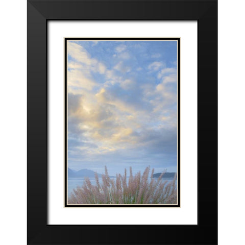 Washington, Seabeck Pennisetum ornamental grass Black Modern Wood Framed Art Print with Double Matting by Paulson, Don
