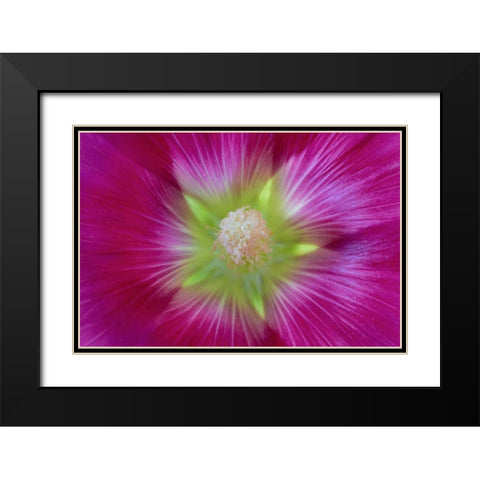 Washington State, Seabeck Hollyhock blossom Black Modern Wood Framed Art Print with Double Matting by Paulson, Don