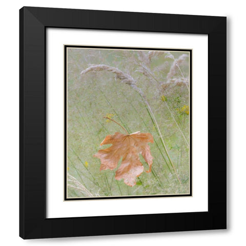 Washington, Seabeck Maple leaf in meadow grasses Black Modern Wood Framed Art Print with Double Matting by Paulson, Don