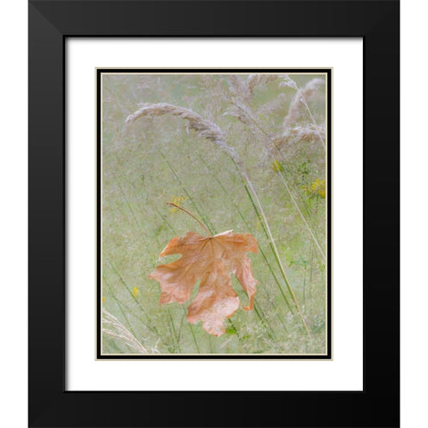 Washington, Seabeck Maple leaf in meadow grasses Black Modern Wood Framed Art Print with Double Matting by Paulson, Don