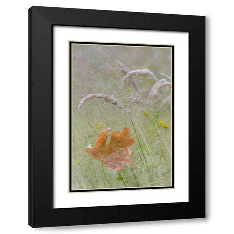 Washington, Seabeck Maple leaf in meadow grasses Black Modern Wood Framed Art Print with Double Matting by Paulson, Don