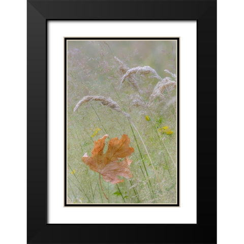 Washington, Seabeck Maple leaf in meadow grasses Black Modern Wood Framed Art Print with Double Matting by Paulson, Don