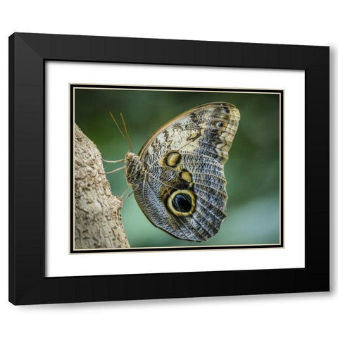 Washington State, Seattle Owl butterfly Black Modern Wood Framed Art Print with Double Matting by Paulson, Don