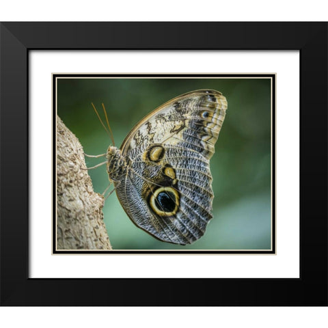 Washington State, Seattle Owl butterfly Black Modern Wood Framed Art Print with Double Matting by Paulson, Don