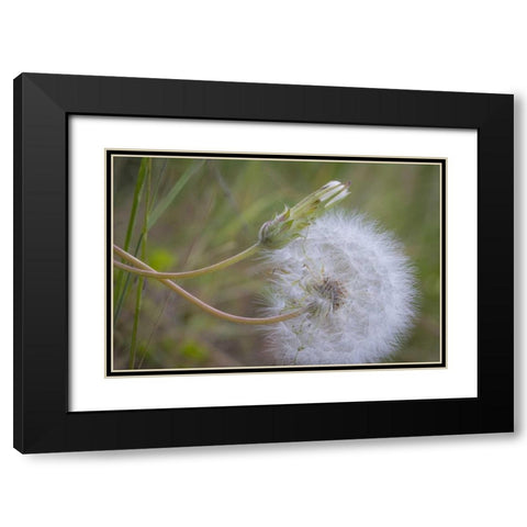 Washington State, Wenatchee NF Salsify seed head Black Modern Wood Framed Art Print with Double Matting by Paulson, Don