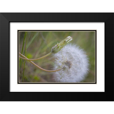 Washington State, Wenatchee NF Salsify seed head Black Modern Wood Framed Art Print with Double Matting by Paulson, Don