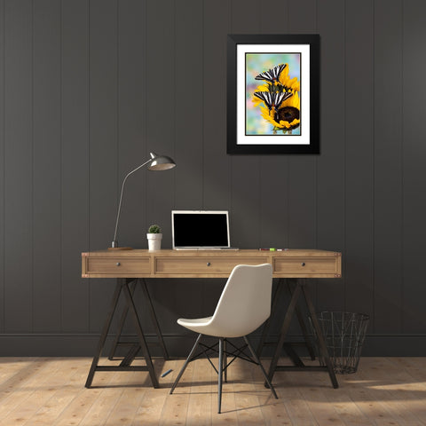 USA- Washington State- Sammamish. Zebra swallowtail butterfly on sunflower Black Modern Wood Framed Art Print with Double Matting by Gulin, Darrell