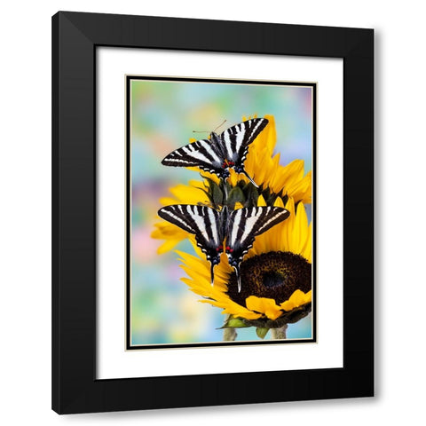 USA- Washington State- Sammamish. Zebra swallowtail butterfly on sunflower Black Modern Wood Framed Art Print with Double Matting by Gulin, Darrell