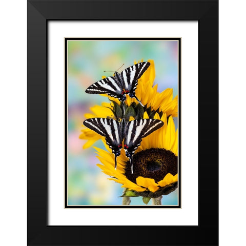 USA- Washington State- Sammamish. Zebra swallowtail butterfly on sunflower Black Modern Wood Framed Art Print with Double Matting by Gulin, Darrell