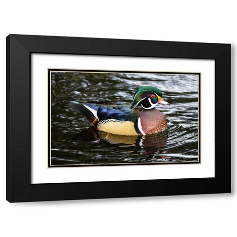 USA- Washington State- Sammamish. Yellow Lake with male drake wood duck Black Modern Wood Framed Art Print with Double Matting by Gulin, Darrell