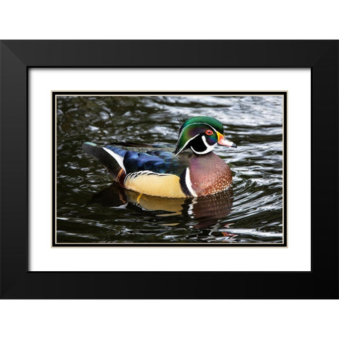 USA- Washington State- Sammamish. Yellow Lake with male drake wood duck Black Modern Wood Framed Art Print with Double Matting by Gulin, Darrell