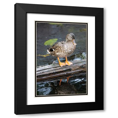USA- Washington State- Sammamish. Yellow Lake with Female Mallard duck resting on floating log Black Modern Wood Framed Art Print with Double Matting by Gulin, Darrell