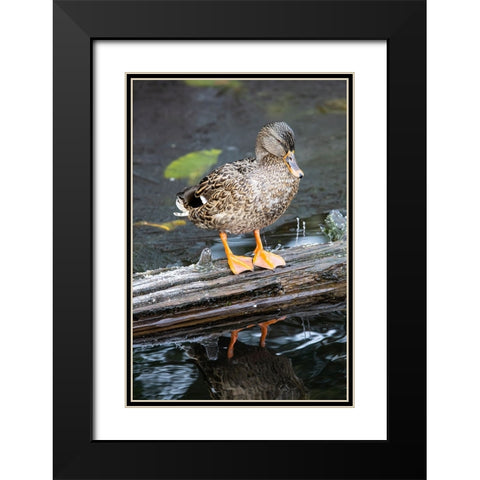 USA- Washington State- Sammamish. Yellow Lake with Female Mallard duck resting on floating log Black Modern Wood Framed Art Print with Double Matting by Gulin, Darrell