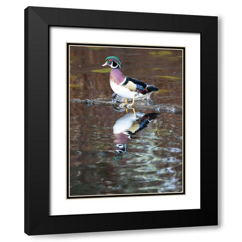 USA- Washington State- Sammamish. Yellow Lake with male drake wood duck Black Modern Wood Framed Art Print with Double Matting by Gulin, Darrell