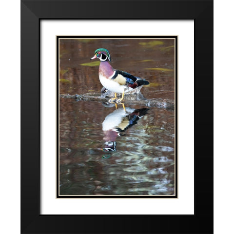 USA- Washington State- Sammamish. Yellow Lake with male drake wood duck Black Modern Wood Framed Art Print with Double Matting by Gulin, Darrell