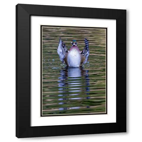 USA- Washington State- Sammamish. Yellow Lake and wood duck Stretching his wings Black Modern Wood Framed Art Print with Double Matting by Gulin, Darrell