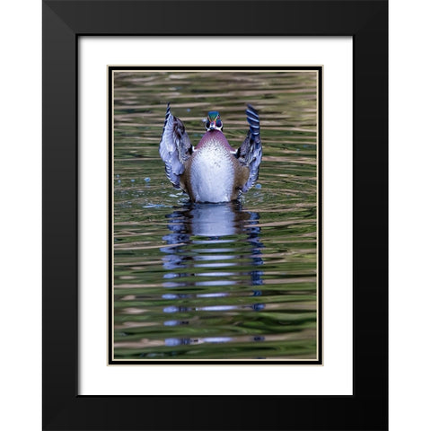 USA- Washington State- Sammamish. Yellow Lake and wood duck Stretching his wings Black Modern Wood Framed Art Print with Double Matting by Gulin, Darrell