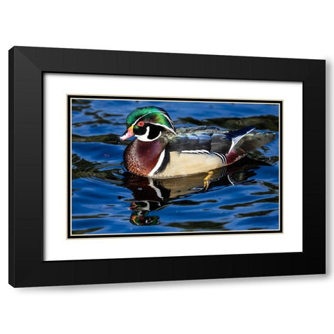 USA- Washington State- Sammamish. Yellow Lake with male drake wood duck Black Modern Wood Framed Art Print with Double Matting by Gulin, Darrell