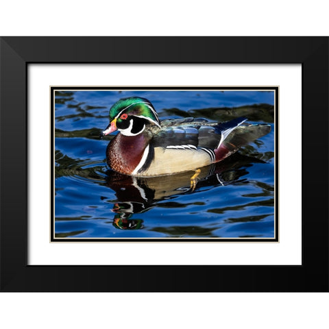 USA- Washington State- Sammamish. Yellow Lake with male drake wood duck Black Modern Wood Framed Art Print with Double Matting by Gulin, Darrell