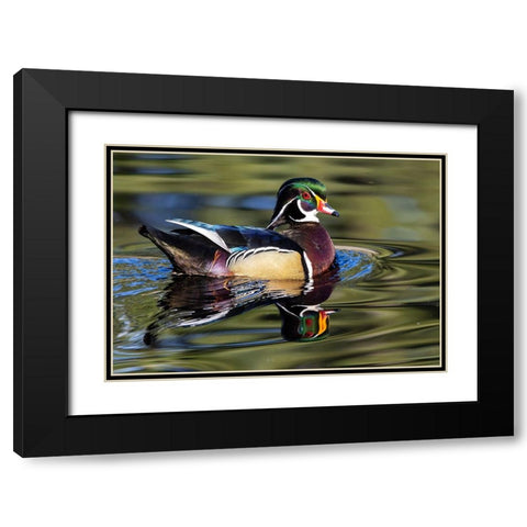 USA- Washington State- Sammamish. Yellow Lake with male drake wood duck Black Modern Wood Framed Art Print with Double Matting by Gulin, Darrell