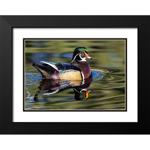 USA- Washington State- Sammamish. Yellow Lake with male drake wood duck Black Modern Wood Framed Art Print with Double Matting by Gulin, Darrell