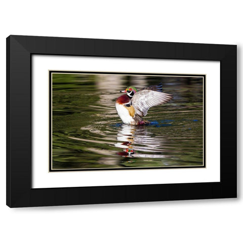 USA- Washington State- Sammamish. Yellow Lake with male drake wood duck flapping wings Black Modern Wood Framed Art Print with Double Matting by Gulin, Darrell