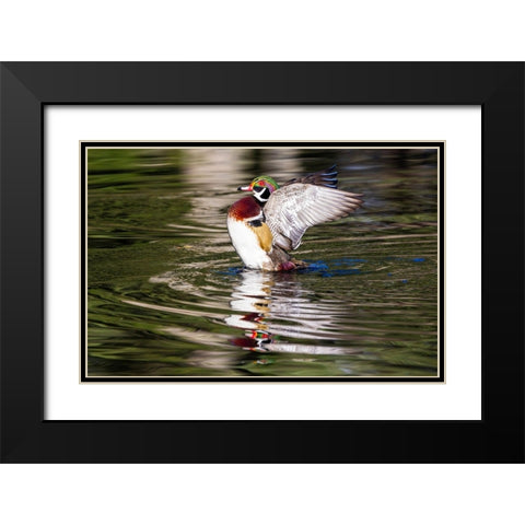 USA- Washington State- Sammamish. Yellow Lake with male drake wood duck flapping wings Black Modern Wood Framed Art Print with Double Matting by Gulin, Darrell