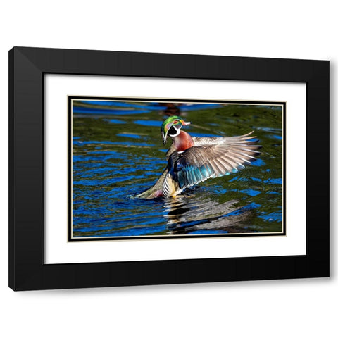 USA- Washington State- Sammamish. Yellow Lake with male drake wood duck flapping wings Black Modern Wood Framed Art Print with Double Matting by Gulin, Darrell