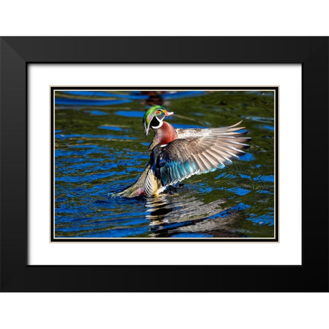 USA- Washington State- Sammamish. Yellow Lake with male drake wood duck flapping wings Black Modern Wood Framed Art Print with Double Matting by Gulin, Darrell