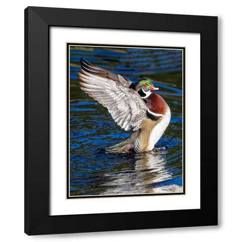 USA- Washington State- Sammamish. Yellow Lake with male drake wood duck flapping wings Black Modern Wood Framed Art Print with Double Matting by Gulin, Darrell