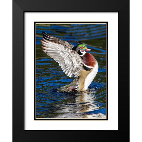 USA- Washington State- Sammamish. Yellow Lake with male drake wood duck flapping wings Black Modern Wood Framed Art Print with Double Matting by Gulin, Darrell