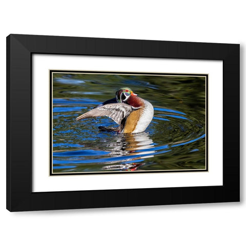 USA- Washington State- Sammamish. Yellow Lake with male drake wood duck flapping wings Black Modern Wood Framed Art Print with Double Matting by Gulin, Darrell
