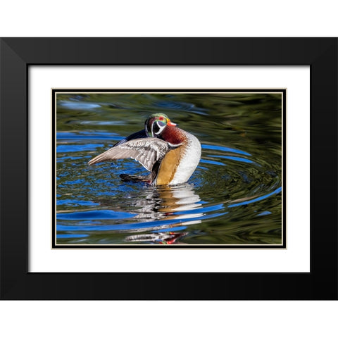 USA- Washington State- Sammamish. Yellow Lake with male drake wood duck flapping wings Black Modern Wood Framed Art Print with Double Matting by Gulin, Darrell