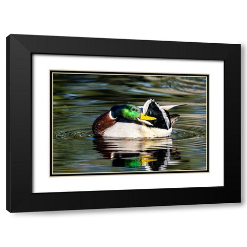 USA- Washington State- Sammamish. preening Mallard Drake duck Yellow lake Black Modern Wood Framed Art Print with Double Matting by Gulin, Darrell
