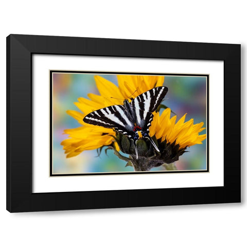 USA- Washington State- Sammamish. Zebra swallowtail butterfly on sunflower Black Modern Wood Framed Art Print with Double Matting by Gulin, Darrell