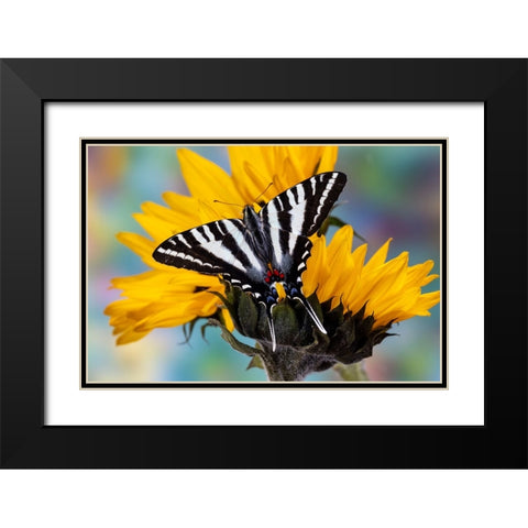 USA- Washington State- Sammamish. Zebra swallowtail butterfly on sunflower Black Modern Wood Framed Art Print with Double Matting by Gulin, Darrell
