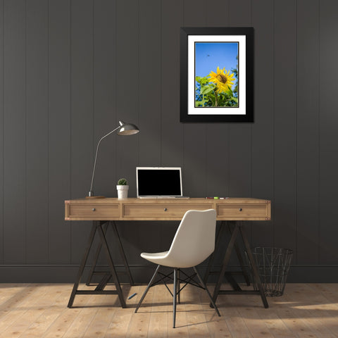 Bellevue-Washington State-USA Dragonfly in flight over sunflower plant on a sunny day Black Modern Wood Framed Art Print with Double Matting by Horton, Janet