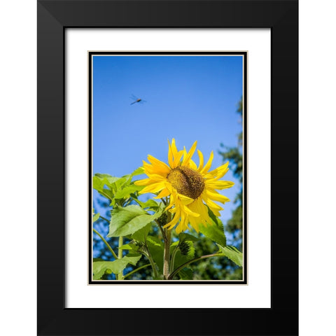 Bellevue-Washington State-USA Dragonfly in flight over sunflower plant on a sunny day Black Modern Wood Framed Art Print with Double Matting by Horton, Janet
