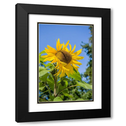 Bellevue-Washington State-USA Sunflower plant on a sunny day Black Modern Wood Framed Art Print with Double Matting by Horton, Janet