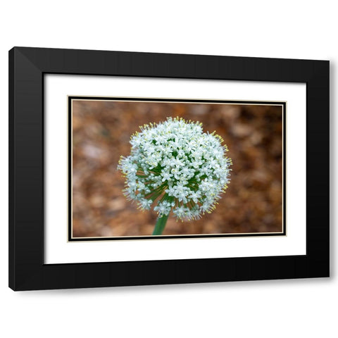 Issaquah- Washington State- USA. Onion plant bolting- or gone to seed. Black Modern Wood Framed Art Print with Double Matting by Horton, Janet