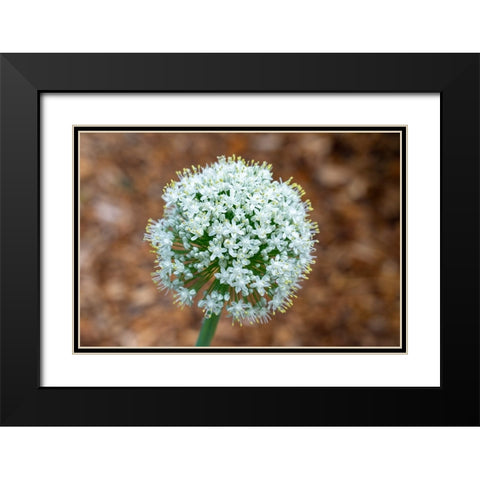 Issaquah- Washington State- USA. Onion plant bolting- or gone to seed. Black Modern Wood Framed Art Print with Double Matting by Horton, Janet