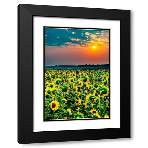 Washington State-Pasco Misty dawn morning on a sunflower fieldin Central Washington Black Modern Wood Framed Art Print with Double Matting by Duval, Richard