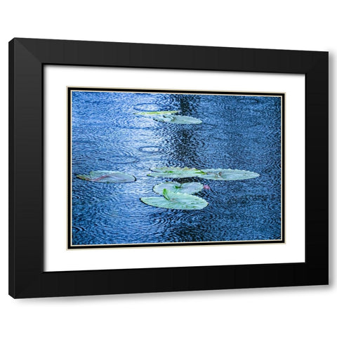 USA-Washington State-Pacific Northwest Sammamish trail Yellow Lake and lily pads in rain Black Modern Wood Framed Art Print with Double Matting by Gulin, Sylvia