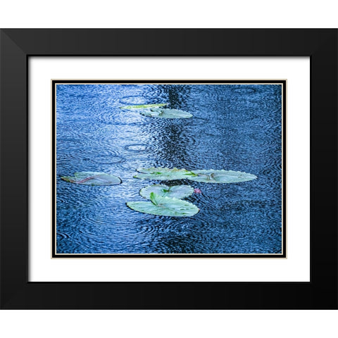 USA-Washington State-Pacific Northwest Sammamish trail Yellow Lake and lily pads in rain Black Modern Wood Framed Art Print with Double Matting by Gulin, Sylvia
