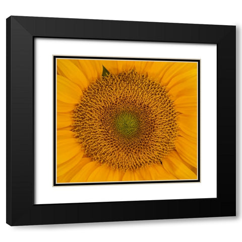 USA-Washington State-Pacific Northwest Sammamish Orange / yellow sunflower close up Black Modern Wood Framed Art Print with Double Matting by Gulin, Sylvia