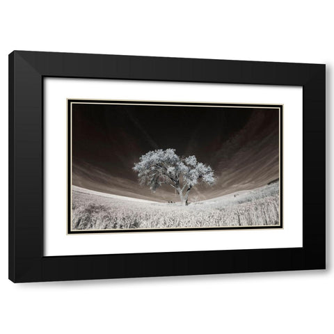 Lone tree in field of harvested wheat Black Modern Wood Framed Art Print with Double Matting by Eggers, Terry