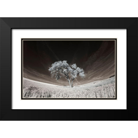 Lone tree in field of harvested wheat Black Modern Wood Framed Art Print with Double Matting by Eggers, Terry